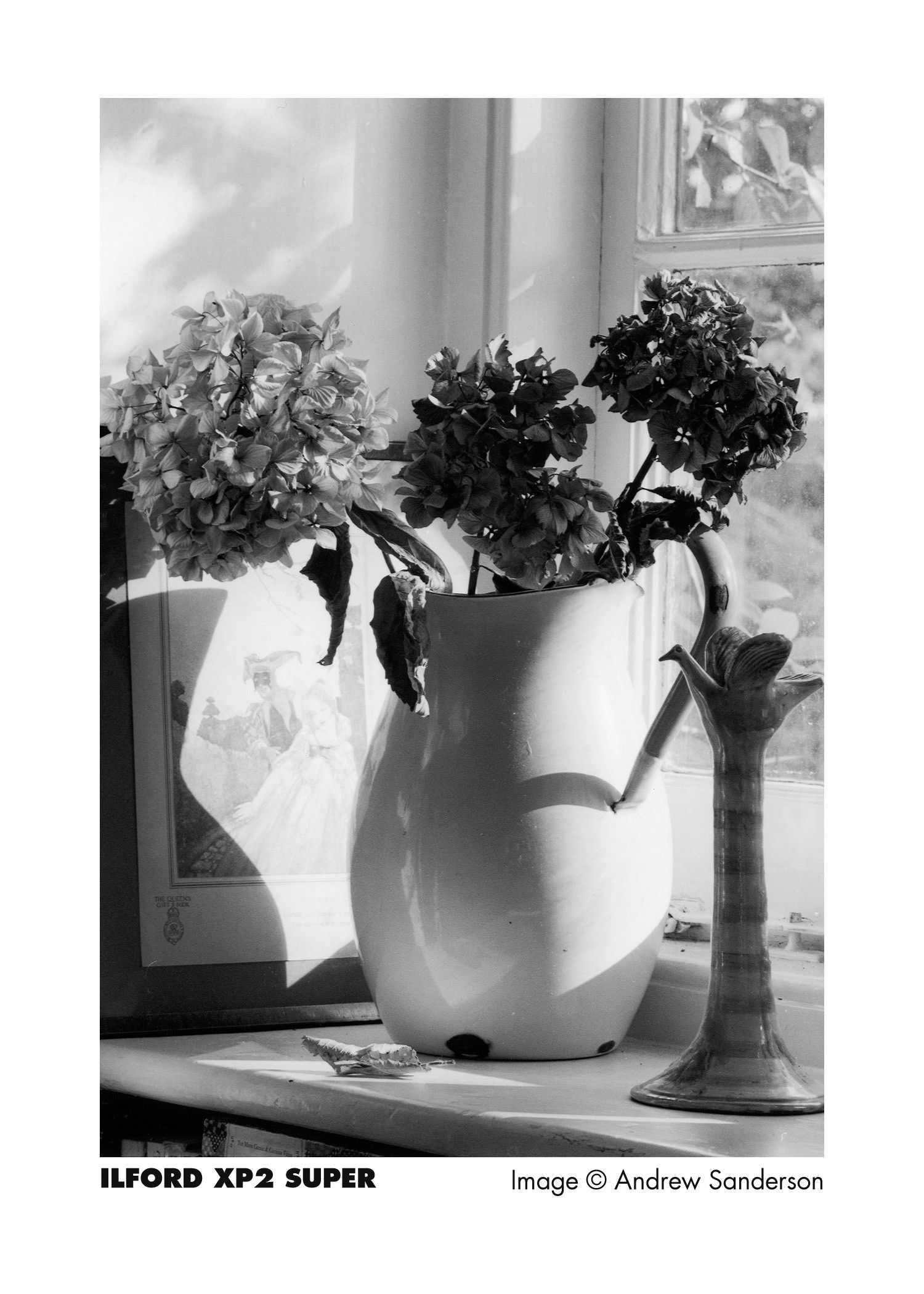 Ilford XP2 Super 400 120